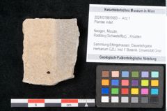 Foto (Objekt + Etikett) von Plantae indet.  (NHMW-GEO-2024-0188-6683)